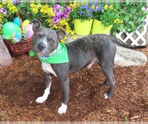 American Bulldog-Unknown Mix Dogs for adoption in Oklahoma City, OK, USA