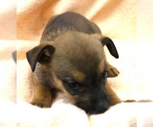 Mutt Dogs for adoption in Thief River Falls, MN, USA