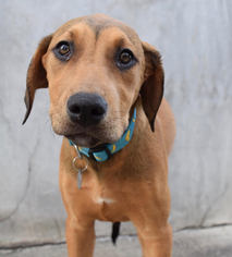 Rhodesian Ridgeback Dogs for adoption in West Hollywood, CA, USA