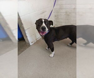 Mutt Dogs for adoption in San Bernardino, CA, USA