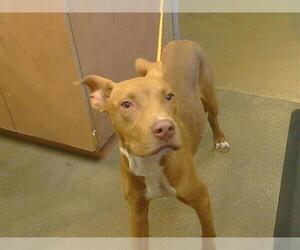 Mutt Dogs for adoption in Sacramento, CA, USA