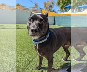 Chihuahua-Unknown Mix Dogs for adoption in Phoenix, AZ, USA