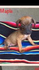 Medium Photo #1 Chiweenie Puppy For Sale in Lindale , TX, USA