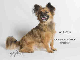 Chiranian Dogs for adoption in Corona, CA, USA