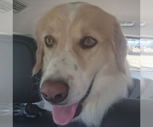 Great Pyrenees Dogs for adoption in Garland, TX, USA