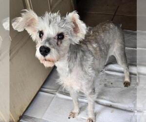 Mutt Dogs for adoption in San Antonio, TX, USA