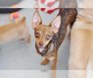 Chihuahua-Unknown Mix Dogs for adoption in Livermore, CA, USA