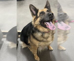 German Shepherd Dog Dogs for adoption in Forestville, MD, USA