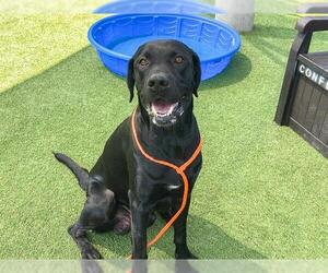 Great Dane-Labrador Retriever Mix Dogs for adoption in Orange, CA, USA