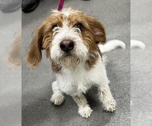 German Wirehaired Pointer-Unknown Mix Dogs for adoption in Forestville, MD, USA