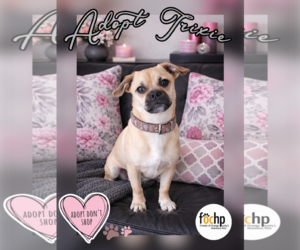 Pug Dogs for adoption in Menifee, CA, USA