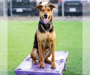 German Shepherd Dog-Unknown Mix Dogs for adoption in Camarillo, CA, USA