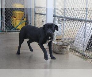 Labrador Retriever Dogs for adoption in Albany, GA, USA