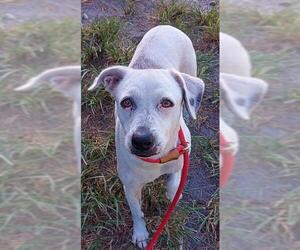 Pointer Dogs for adoption in Fort Lauderdale, FL, USA