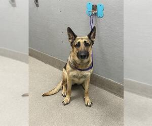 German Shepherd Dog-Unknown Mix Dogs for adoption in Las Vegas, NV, USA