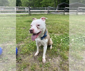 American Staffordshire Terrier Dogs for adoption in Spring Lake, NJ, USA