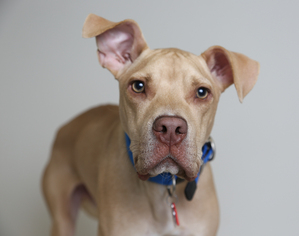 Small American Pit Bull Terrier-Labrador Retriever Mix