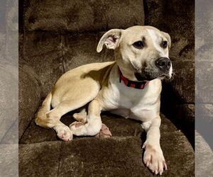 Mutt Dogs for adoption in Wakefield, RI, USA