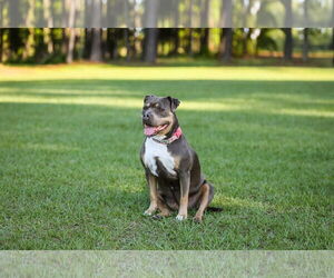 Mutt Dogs for adoption in Gainesville, FL, USA
