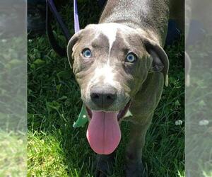 Unknown-Weimaraner Mix Dogs for adoption in Sparta, IL, USA