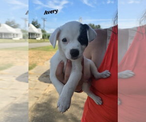 American Pit Bull Terrier-Jack Russell Terrier Mix Dogs for adoption in Oakhurst, NJ, USA