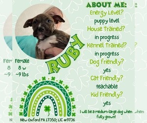 American Staffordshire Terrier-Unknown Mix Dogs for adoption in New Oxford , PA, USA