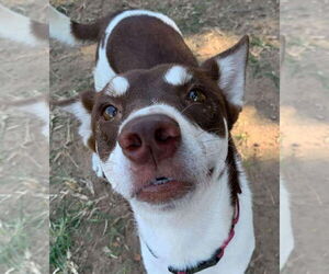 Beagle-English Foxhound Mix Dogs for adoption in Princeton, MN, USA