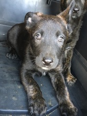 Medium Photo #1 German Shepherd Dog-Unknown Mix Puppy For Sale in Leesville, SC, USA