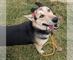 Siberian Husky-Unknown Mix Dogs for adoption in Richmond, IN, USA