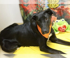 German Shepherd Dog-Unknown Mix Dogs for adoption in Placerville, CA, USA
