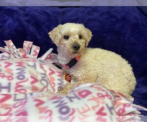 Poodle (Miniature) Dogs for adoption in Sioux Falls, SD, USA