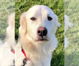Great Pyrenees Dogs for adoption in Emmett, ID, USA