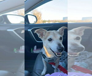Chihuahua-Unknown Mix Dogs for adoption in Ball Ground, GA, USA