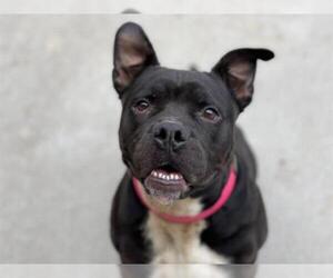 Staffordshire Bull Terrier-Unknown Mix Dogs for adoption in Tulsa, OK, USA