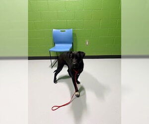 Labrador Retriever-Unknown Mix Dogs for adoption in Temple, TX, USA