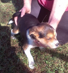 Boglen Terrier Dogs for adoption in Pawtucket, RI, USA