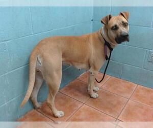 Bullboxer Pit Dogs for adoption in Downey, CA, USA