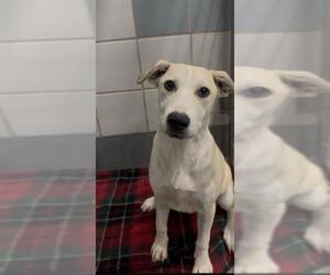 Labrador Retriever-Unknown Mix Dogs for adoption in San Antonio, TX, USA