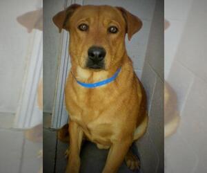 Chinese Shar-Pei-Labrador Retriever Mix Dogs for adoption in Oro Valley, AZ, USA
