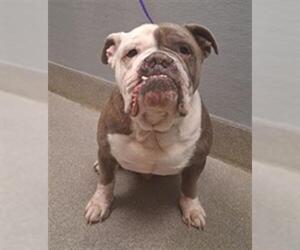 Medium Photo #1 Bulldog-Unknown Mix Puppy For Sale in Las Vegas, NV, USA