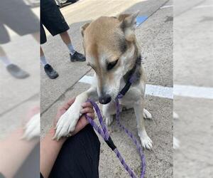 German Shepherd Dog Dogs for adoption in Houston, TX, USA