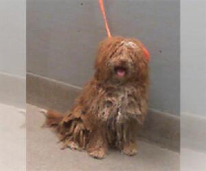 Maltipoo Dogs for adoption in Las Vegas, NV, USA