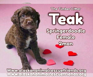 Poodle (Miniature)-Unknown Mix Dogs for adoption in Anchorage, AK, USA