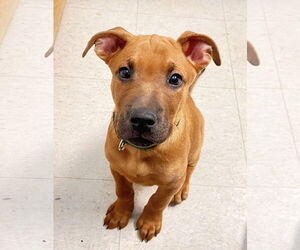 American Pit Bull Terrier-Unknown Mix Dogs for adoption in Webster, WI, USA