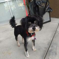 Shih Tzu Dogs for adoption in Long Beach, CA, USA