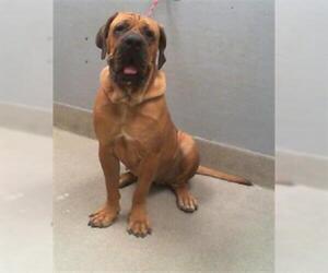 Mastiff-Unknown Mix Dogs for adoption in Las Vegas, NV, USA