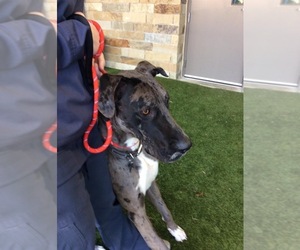 Great Dane Dogs for adoption in fort worth, TX, USA