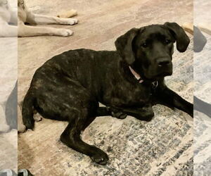 Mutt Dogs for adoption in Euless, TX, USA