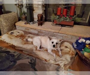 Chiranian Dogs for adoption in Palatine/Kildeer/Buffalo grove, IL, USA