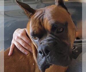 Boxer Dogs for adoption in Costa Mesa , CA, USA